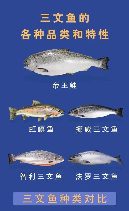 三文鱼属于深海鱼吗_洄游鱼，非深海鱼