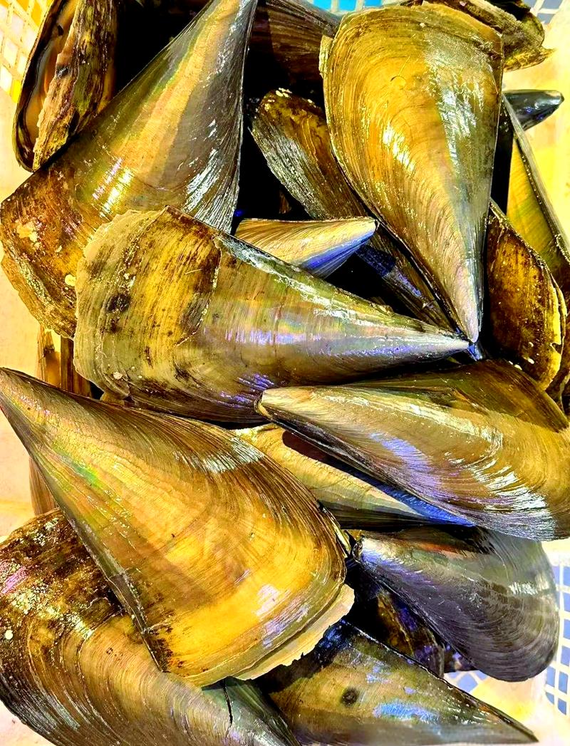 日本带子是什么海鲜_鲜嫩美味，营养价值高