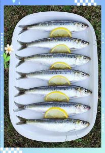 沙丁鱼属于深海冷水鱼吗_近海小银鱼，高蛋白好选择