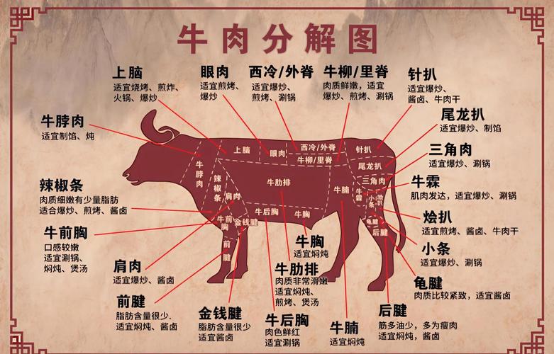 牛的部位肉大全图解_牛肉部位不同，风味各异，选对部位做对菜！