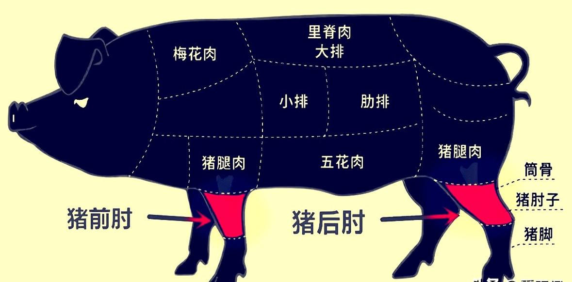 猪肘子的正确位置图_猪脚肘子怎么分？肉香做法大不同！