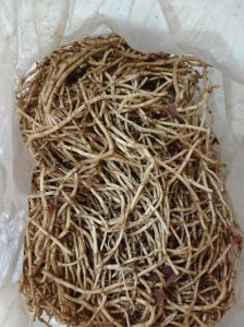 爱吃折耳根专升本四川_四川折耳根香浓助备考，专升本明年四月，暑期黄金期要把握！