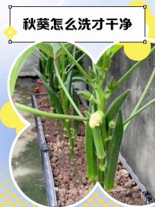 秋葵焯水几分钟就行_脆嫩1分钟，软糯2-3分钟