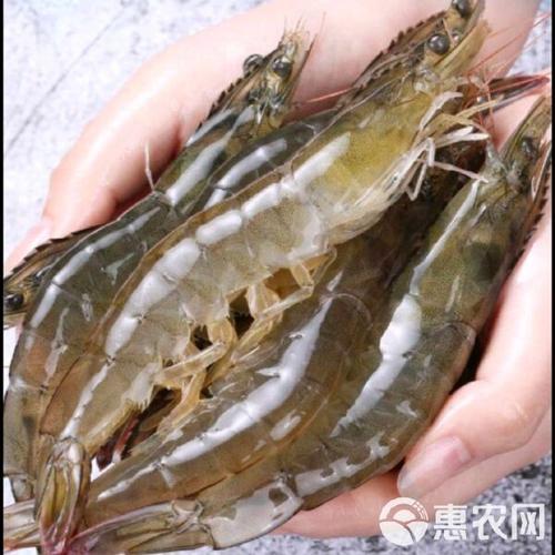 白对虾就是基围虾吗_白对虾和基围虾的区别