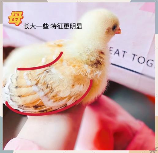 仔鸡和童子鸡的区别_细嫩鲜美，地道粤菜味