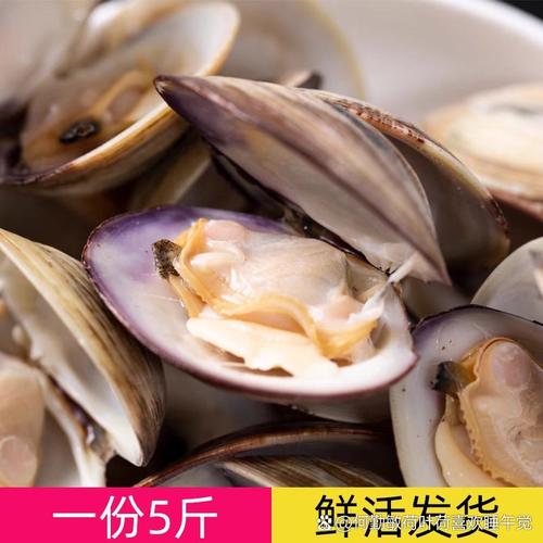 花甲是蛤蜊的一种吗_花甲蛤蜊有啥区别？营养高做法多