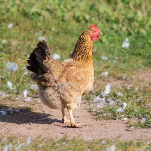 麻羽鸡是什么品种_皮薄肉嫩，产蛋率高！