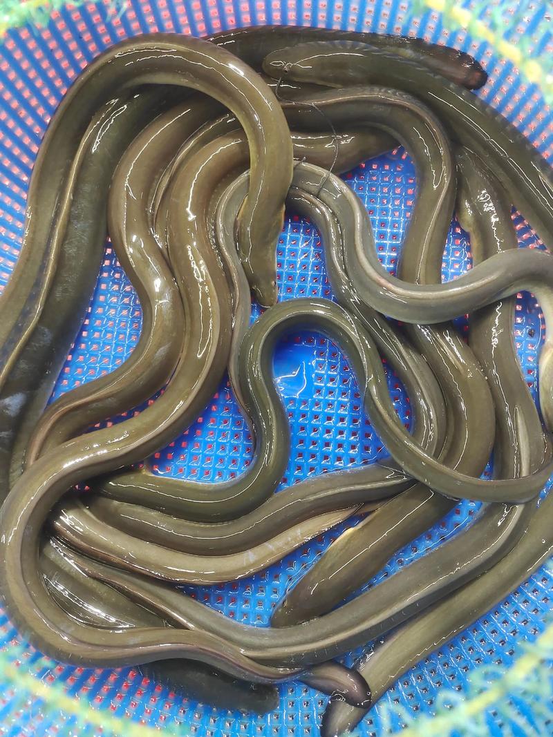 鳗鱼味道怎么样_烤蒸红烧，鳗鱼鲜美营养