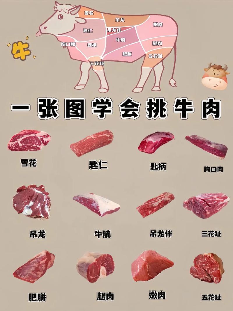 牛的部位肉大全图解_牛肉部位不同，风味各异，选对部位做对菜！