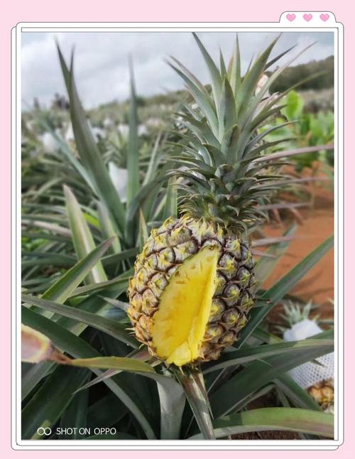 海南十大特色水果_芒果莲雾释迦等尝鲜正当时