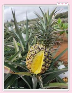 海南十大特色水果_芒果莲雾释迦等尝鲜正当时