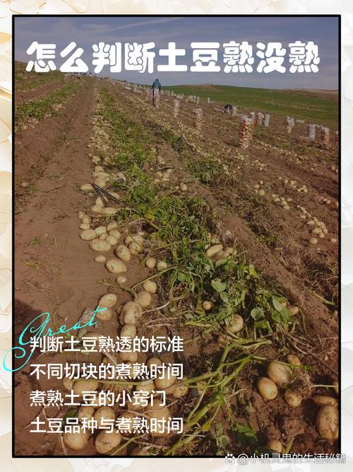 土豆怎么判断熟了吗_看颜色按感觉尝味道，这样判断土豆熟了没