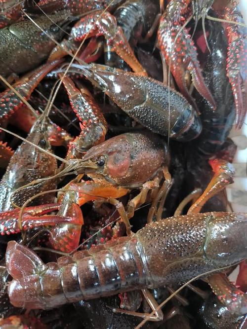 喇蛄和小龙虾的区别_稀有纯净VS入侵产业