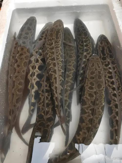 黑鱼和巴沙鱼哪个刺少_减脂选巴沙，增肌选黑鱼