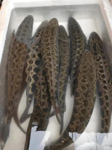 黑鱼和巴沙鱼哪个刺少_减脂选巴沙，增肌选黑鱼