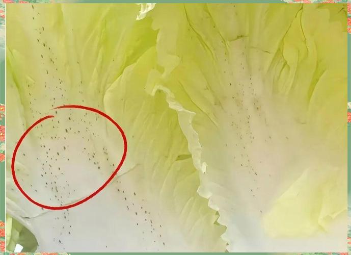 怎么挑选大白菜_白菜分白绿，白鲜嫩现吃，绿耐存腌菜，挑好白菜看根部和叶片