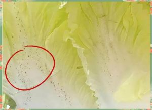 怎么挑选大白菜_白菜分白绿，白鲜嫩现吃，绿耐存腌菜，挑好白菜看根部和叶片