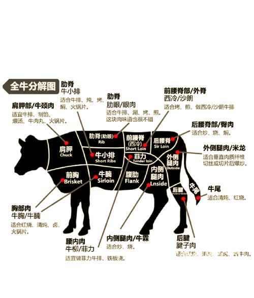 牛哪个部分最嫩_嫩香家常弹牙风味全