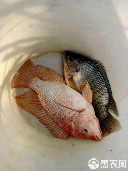 红罗非鱼是淡水鱼吗_淡水鱼，杂交品种，色鲜味美