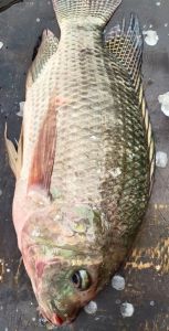 罗非鱼属于淡水鱼吗_营养快鱼，养殖需科学