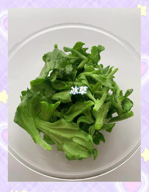 凉拌冰草的做法_清爽凉拌冰草，健康美味简单做！