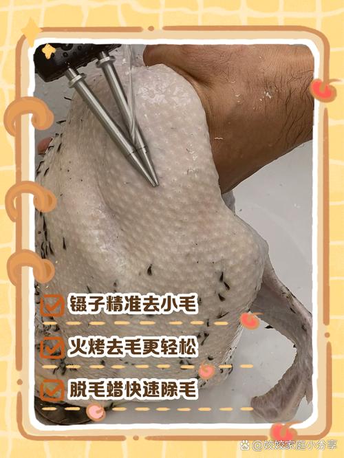 鸭子怎么拔毛又快又好_冷水盐烫顺毛拔，干净又省力