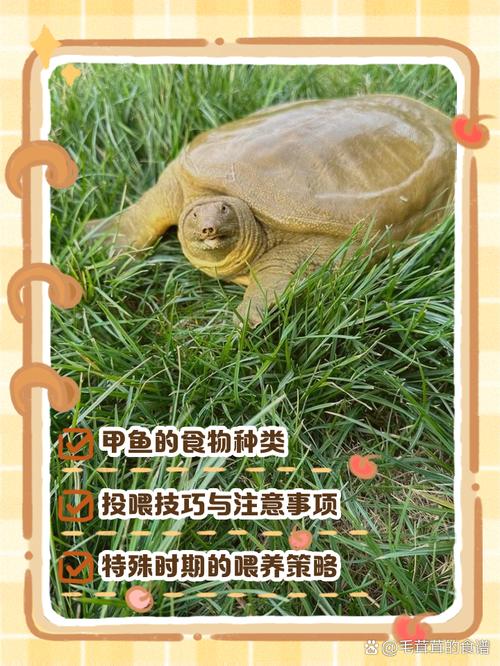 野生甲鱼吃什么食物_野生甲鱼杂食性，人工饲养要科学