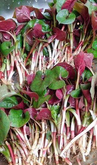 四川人为什么爱吃折耳根_清热解湿，川菜代表！