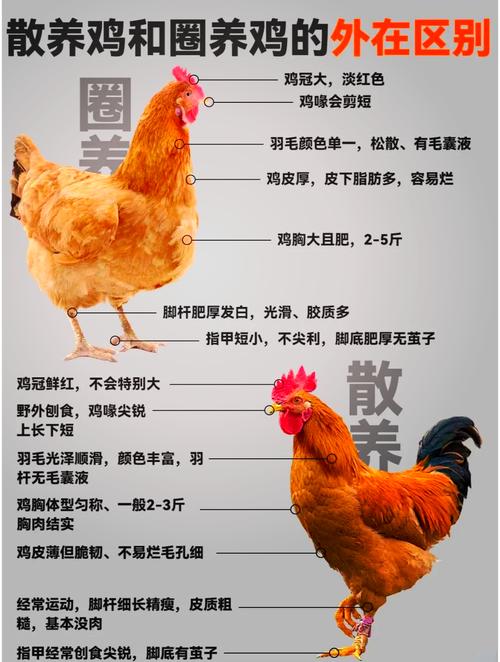 怎么区分鸡的品类_肉蛋观赏各不同，保护品种很重要