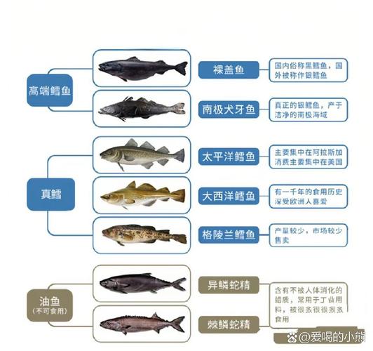 鳕鱼属于深海鱼吗_营养高，做法多