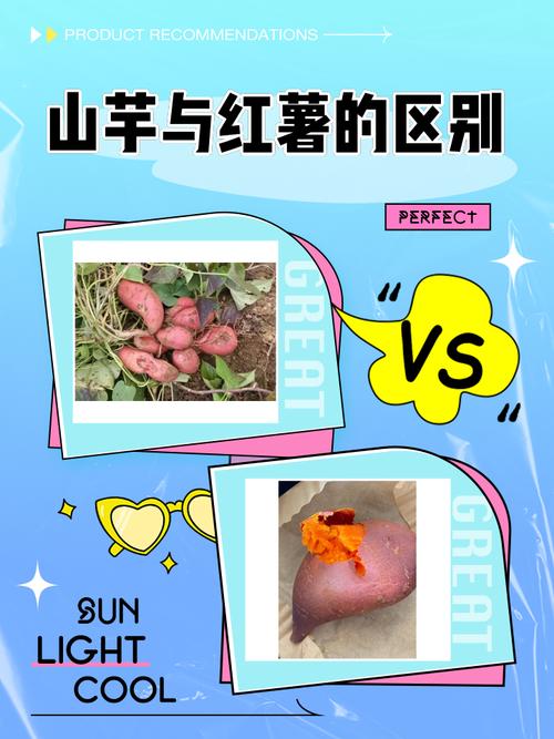 红薯就是山芋吗_山芋红薯营养好，烤煮皆宜要选好！