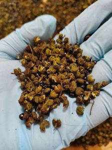 川渝地区为什么爱吃花椒_祛湿解馋，川渝美食灵魂香