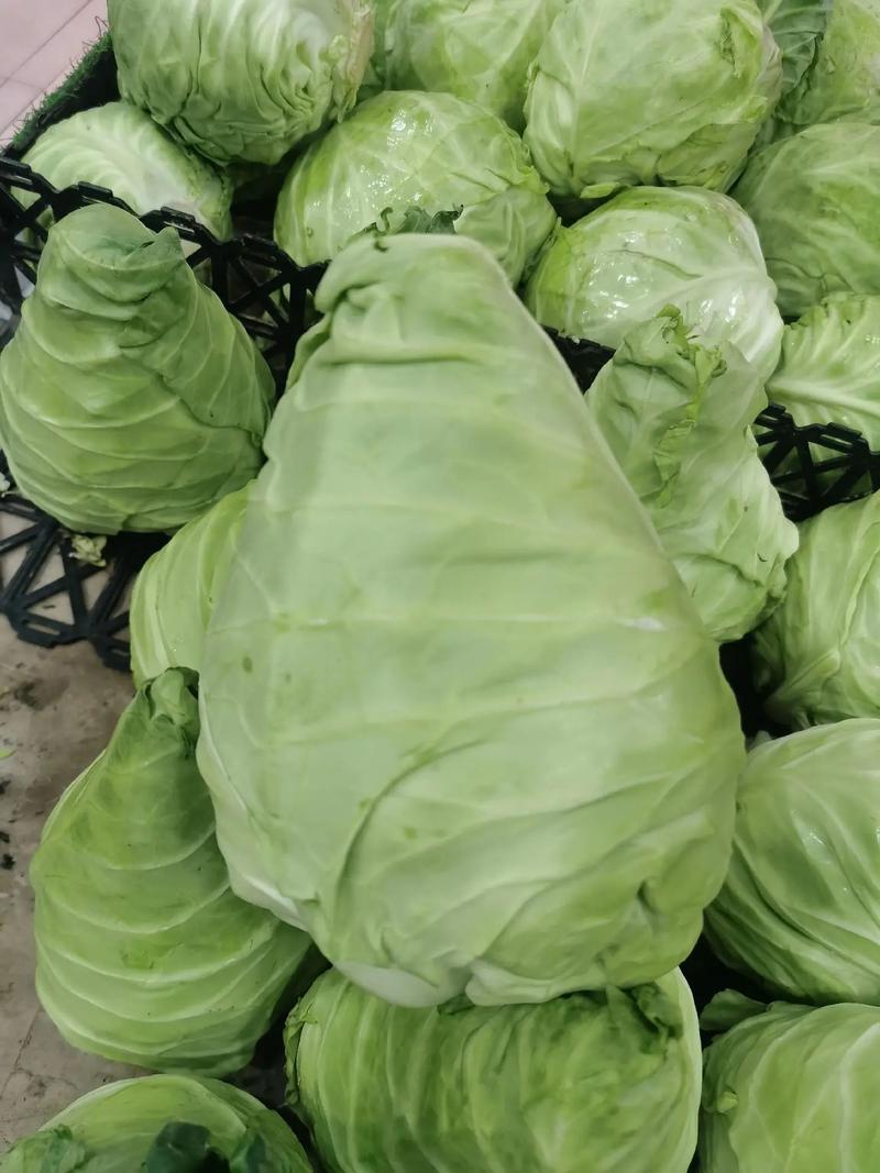 牛心菜能生吃吗_生吃牛心菜爽脆营养，控食欲促消化