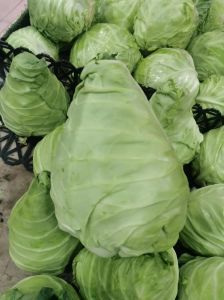 牛心菜能生吃吗_生吃牛心菜爽脆营养，控食欲促消化