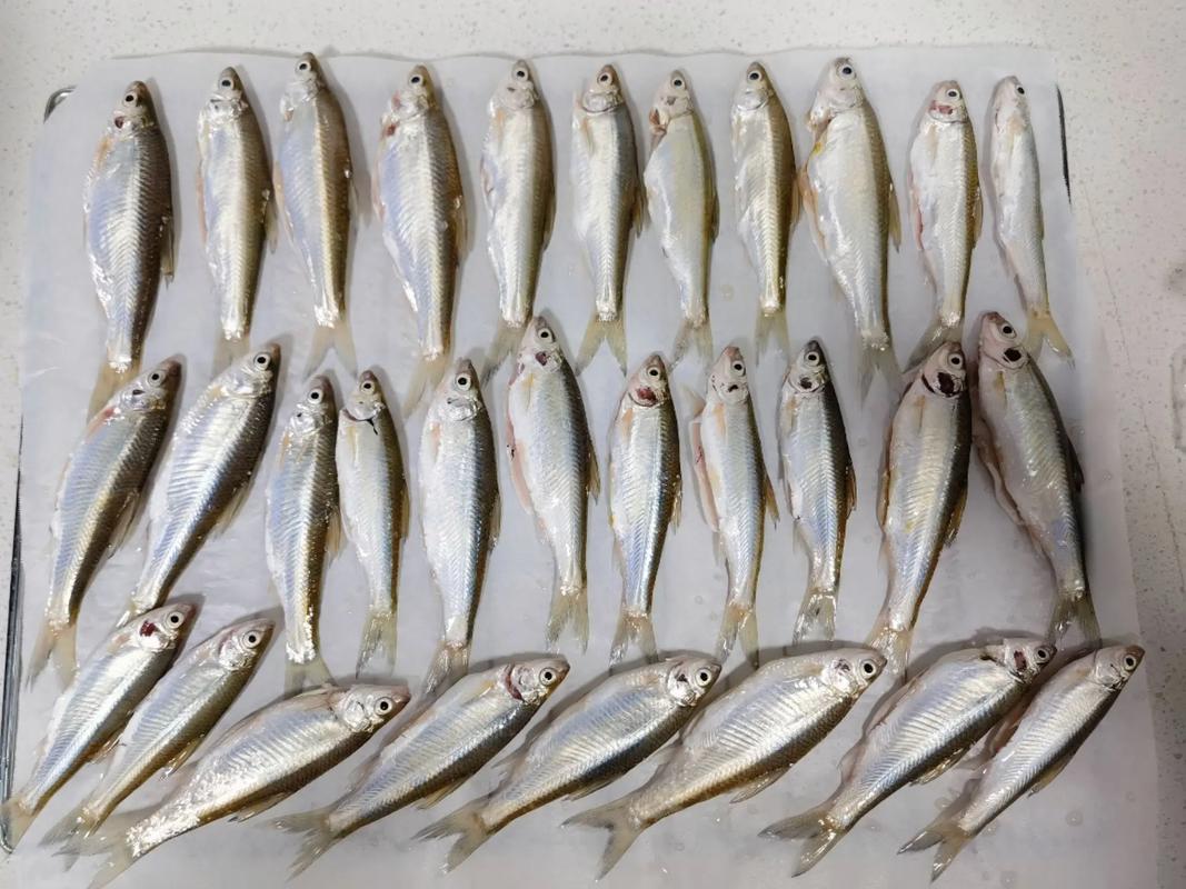 长条白色的是什么观赏鱼_长条白鱼种类多，养鱼注意水质和空间