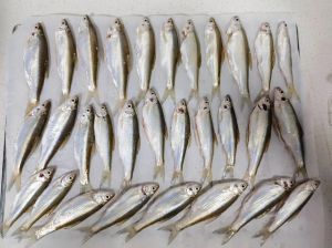 长条白色的是什么观赏鱼_长条白鱼种类多，养鱼注意水质和空间