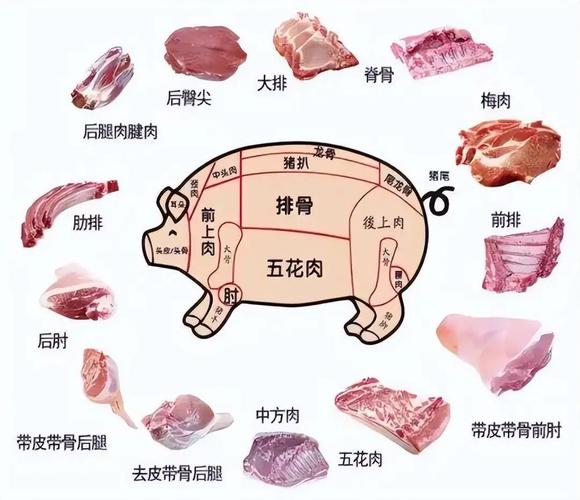 猪身上的腱子肉位置图_紧实有嚼劲的美味部位！
