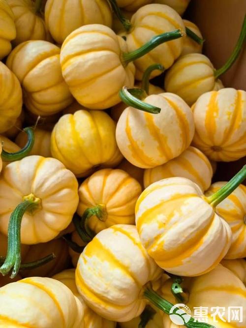 黄色的瓜叫什么_香甜营养解暑佳品