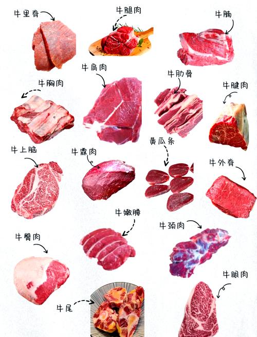 牛肉的全身部位图解_里脊煎肩肉炖上脑炒