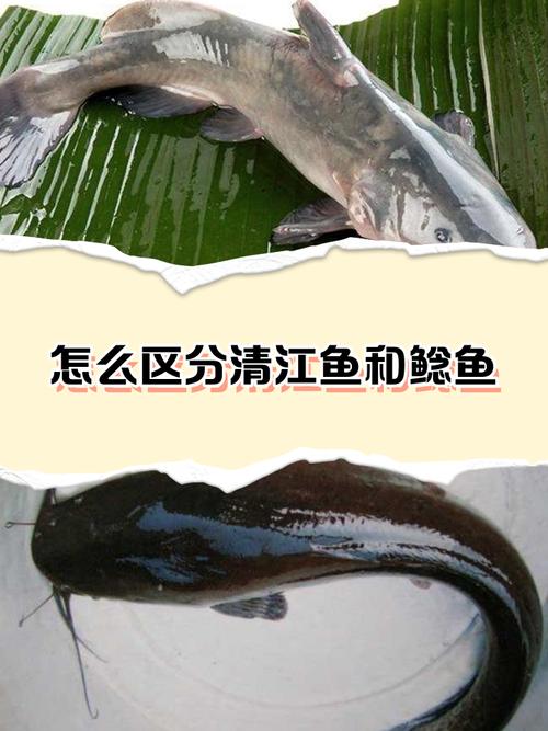清江鱼和鲶鱼哪个贵_清江鱼贵过鲶鱼，口感更鲜美