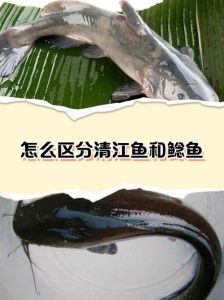 清江鱼和鲶鱼哪个贵_清江鱼贵过鲶鱼，口感更鲜美