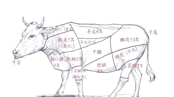 吊龙肉牛哪个部位图解_高端火锅的23倍奢华！