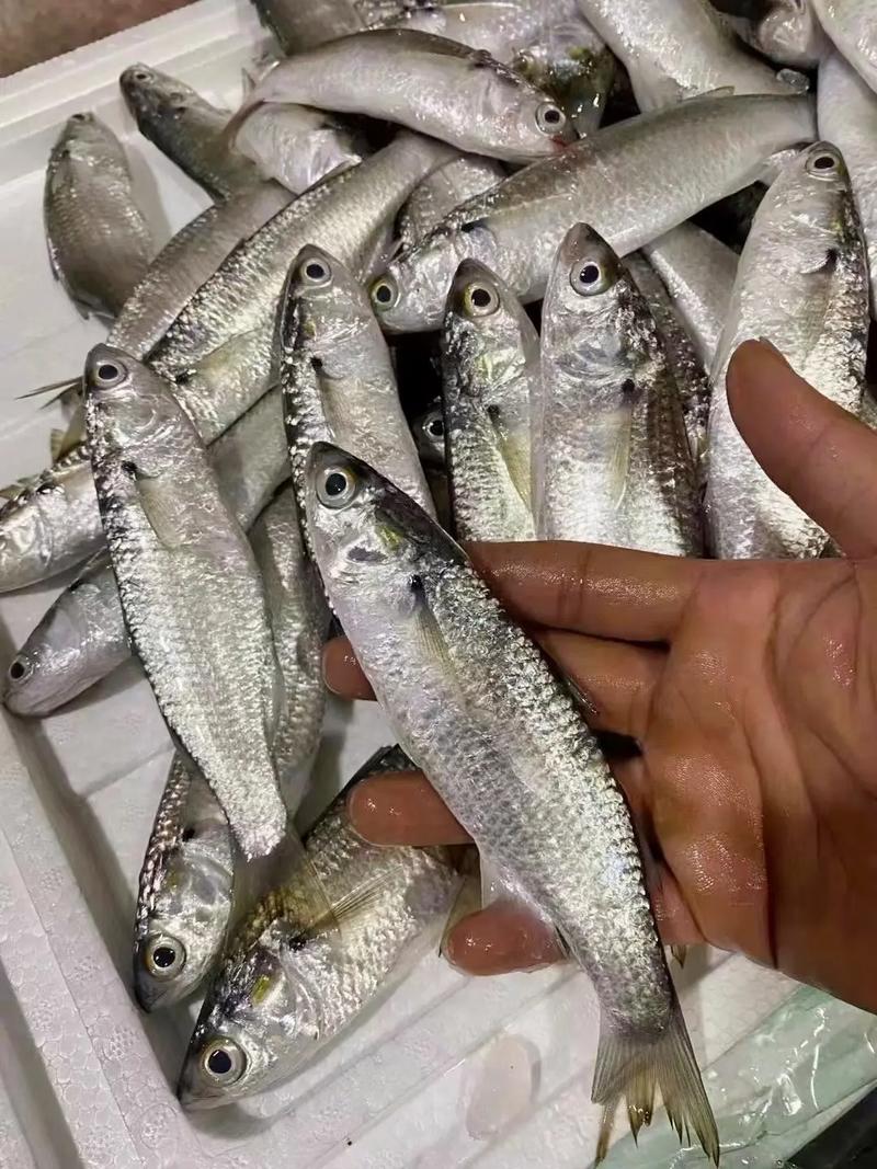 海青鱼俗称什么鱼图片_美味经济鱼，需保护