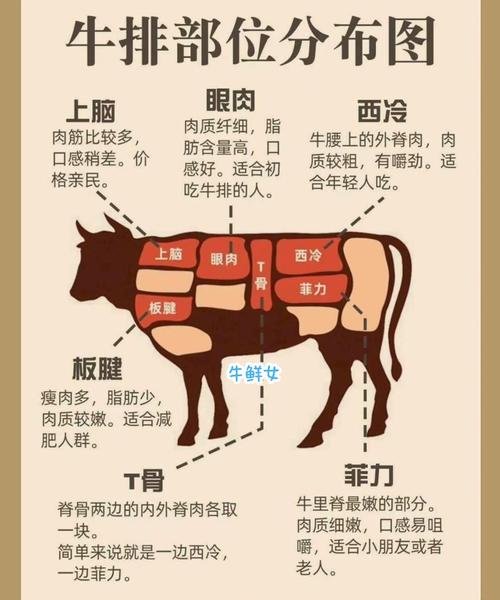 牛腱子肉的部位图解_前嫩后紧，营养美味，卤炖皆宜！