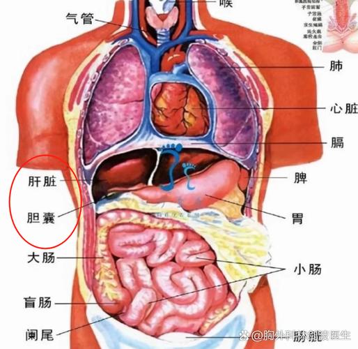胸口下面一点中间是什么部位_胃痛莫忽视，及时就医护好胃
