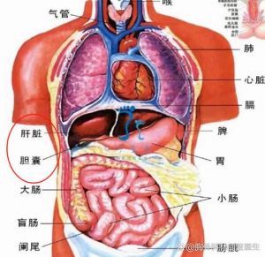 胸口下面一点中间是什么部位_胃痛莫忽视，及时就医护好胃