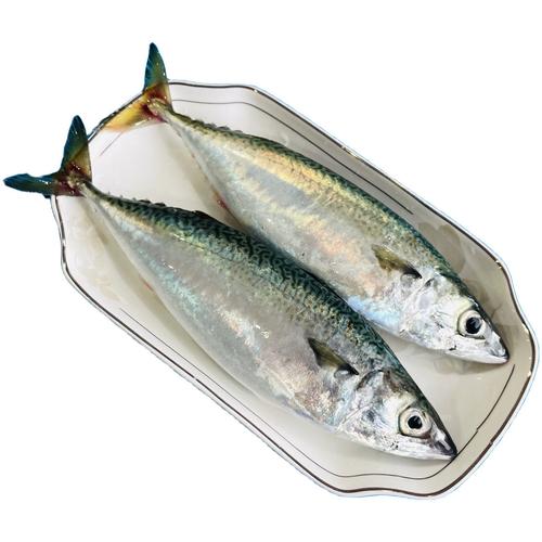 海青鱼俗称什么鱼图片_美味经济鱼，需保护