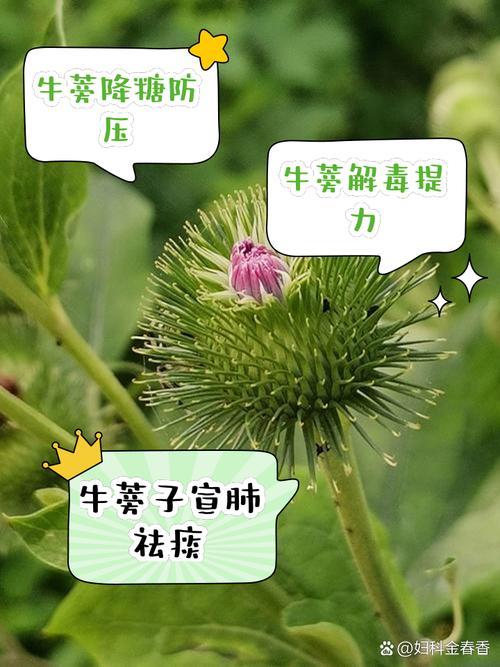 牛蒡为什么叫牛蒡_传说中增强体力的神奇草本