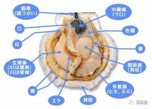 贝壳里面为什么有两根贝壳的肉_贝壳里两根肉是啥？蚌类重要保护肌！