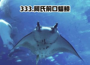 海里像蝙蝠的鱼叫什么_跃出水面的奇特海洋生物